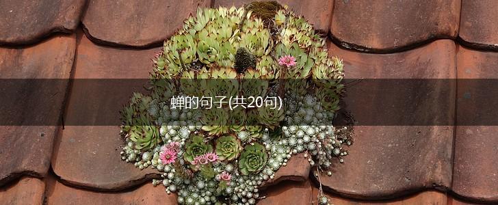 蝉的句子(共20句),第1张