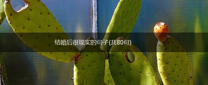 结婚后很现实的句子(共80句),第1张 结婚后很现实的句子(共80句),第1张