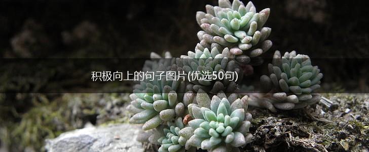 积极向上的句子图片(优选50句),第1张