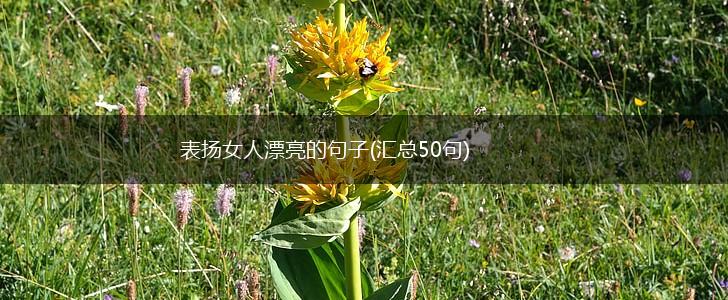 表扬女人漂亮的句子(汇总50句),第1张