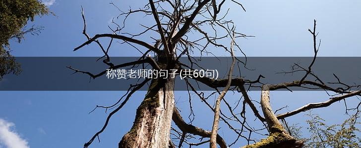 称赞老师的句子(共60句),第1张