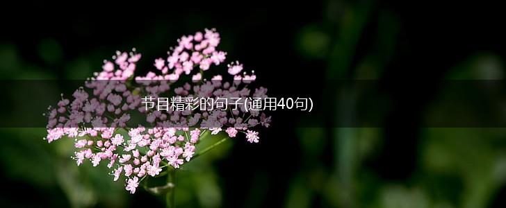 节目精彩的句子(通用40句),第1张