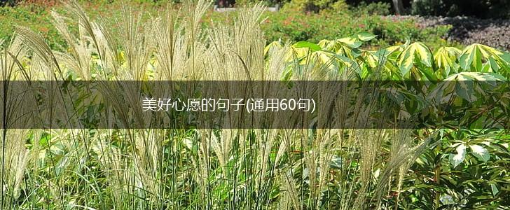 美好心愿的句子(通用60句),第1张