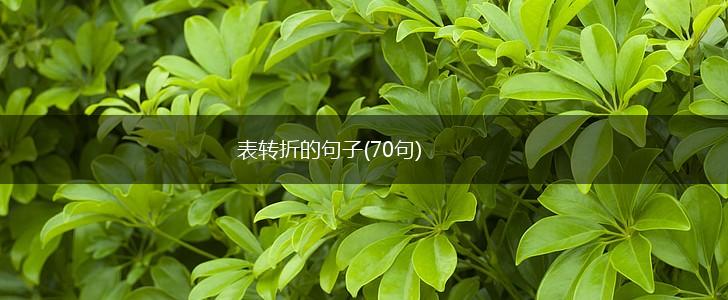 表转折的句子(70句),第1张