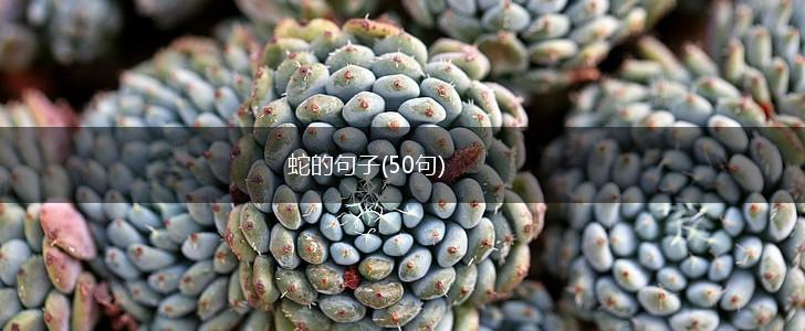 蛇的句子(50句),第1张