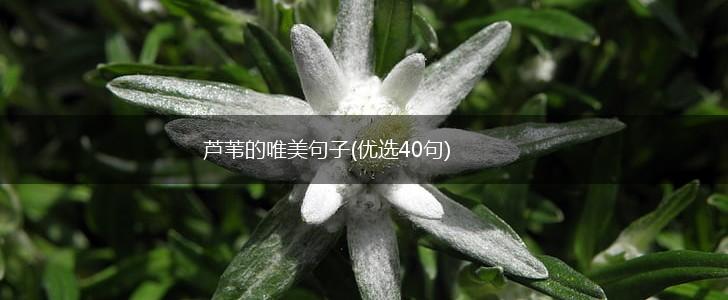 芦苇的唯美句子(优选40句),第1张