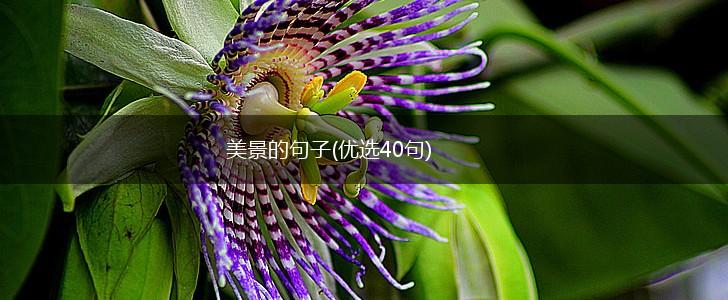 美景的句子(优选40句),第1张