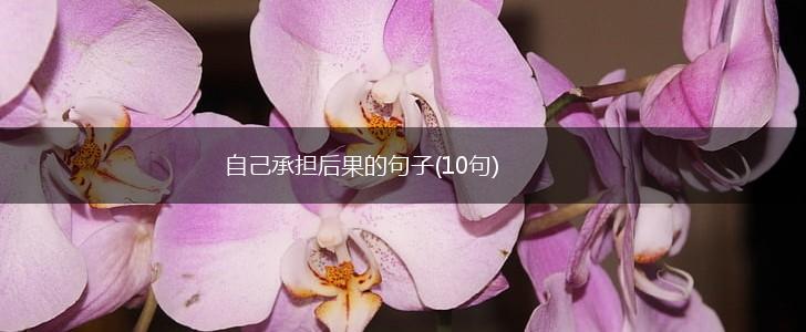 自己承担后果的句子(10句),第1张