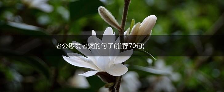 老公疼爱老婆的句子(推荐70句),第1张