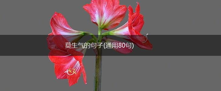 莫生气的句子(通用80句),第1张