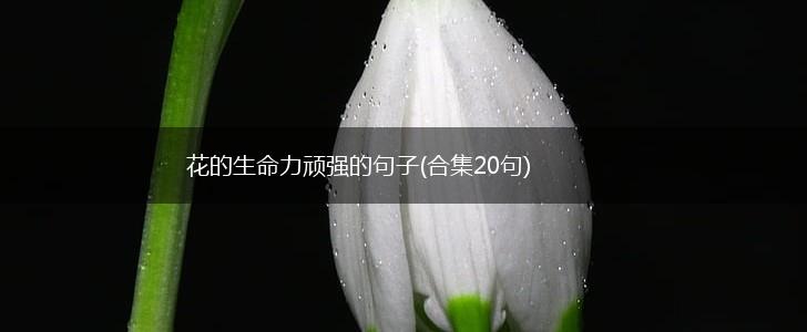花的生命力顽强的句子(合集20句),第1张