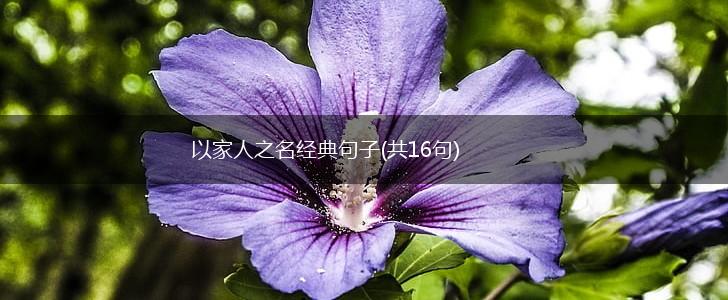 以家人之名经典句子(共16句),第1张