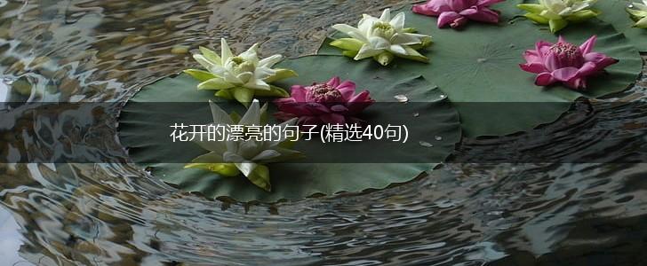 花开的漂亮的句子(精选40句),第1张