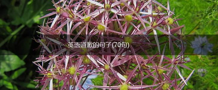 英语道歉的句子(70句),第1张