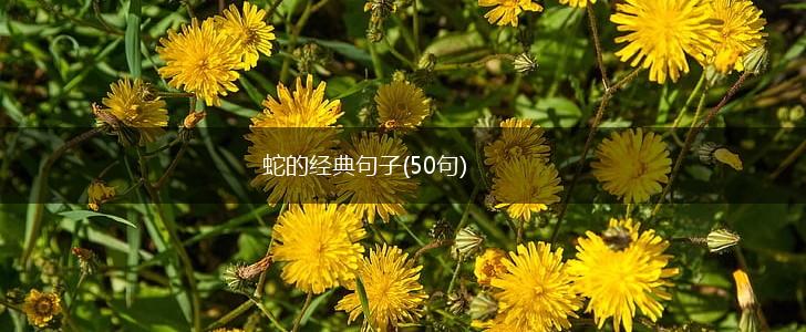 蛇的经典句子(50句),第1张