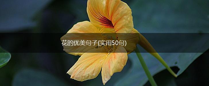 花的优美句子(实用50句),第1张