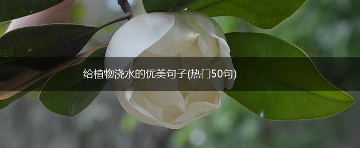 给植物浇水的优美句子(热门50句),第1张