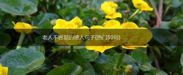 老人不容易的感人句子(热门50句),第1张