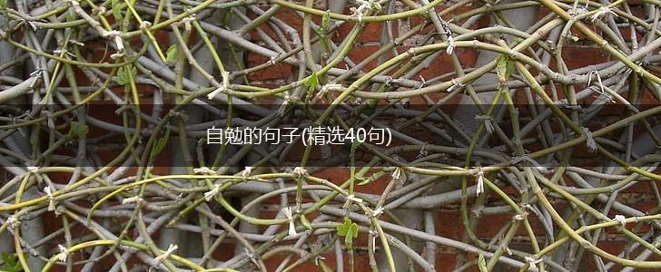 自勉的句子(精选40句),第1张