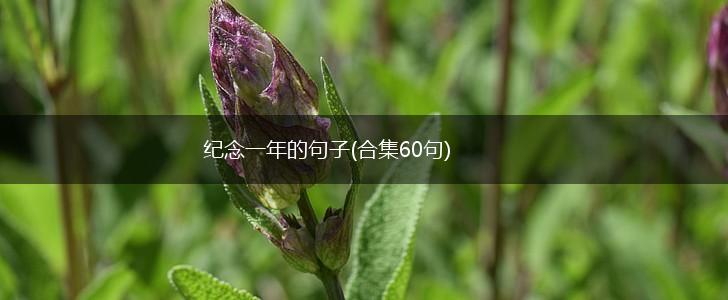 纪念一年的句子(合集60句),第1张