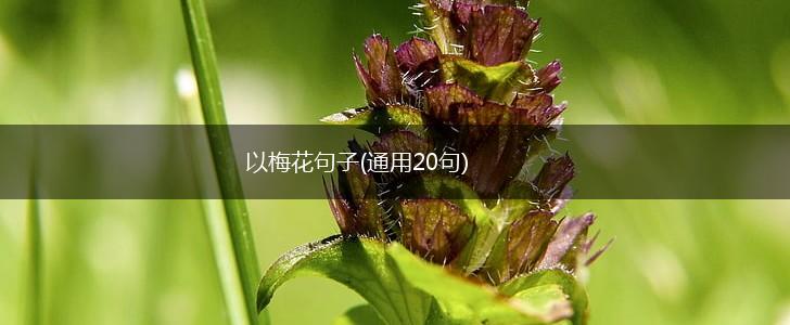 以梅花句子(通用20句),第1张
