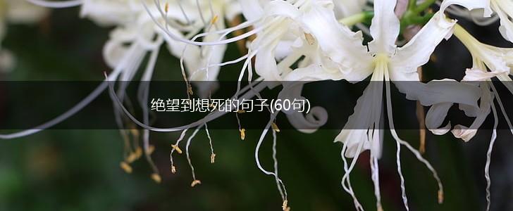绝望到想死的句子(60句),第1张