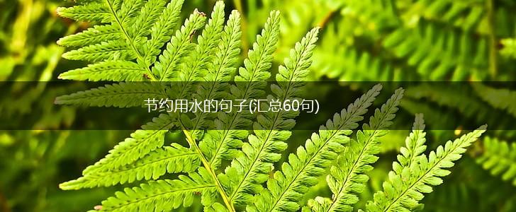 节约用水的句子(汇总60句),第1张