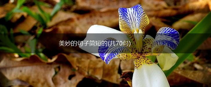 美妙的句子简短的(共70句),第1张