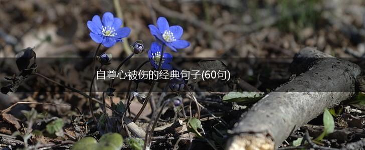自尊心被伤的经典句子(60句),第1张