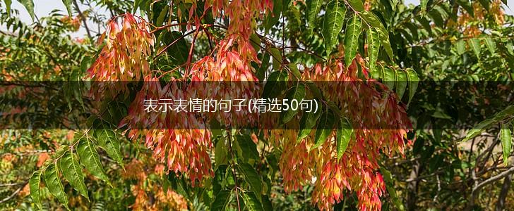 表示表情的句子(精选50句),第1张