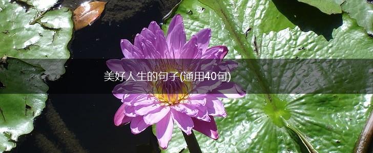 美好人生的句子(通用40句),第1张