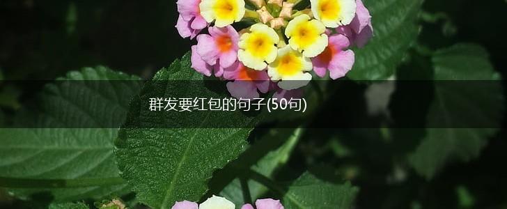 群发要红包的句子(50句),第1张