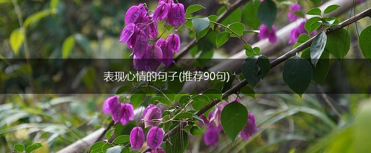 表现心情的句子(推荐90句),第1张