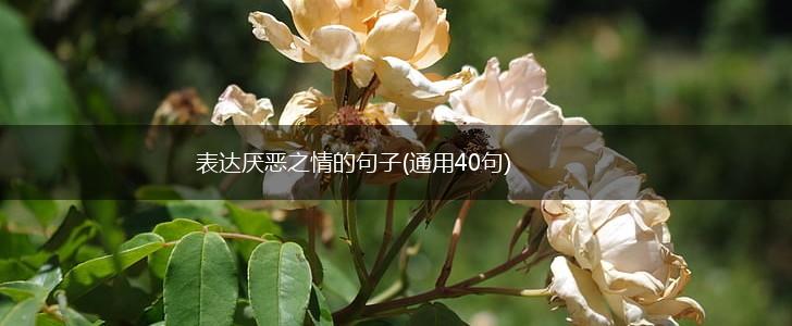 表达厌恶之情的句子(通用40句),第1张