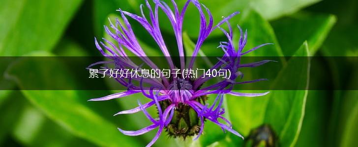 累了好好休息的句子(热门40句),第1张 累了好好休息的句子(热门40句),第1张