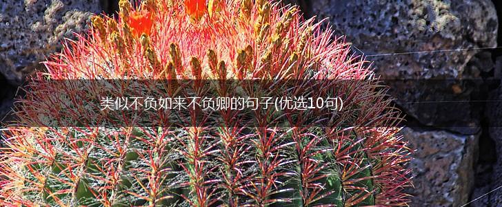 类似不负如来不负卿的句子(优选10句),第1张