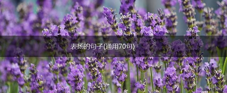 表扬的句子(通用70句),第1张