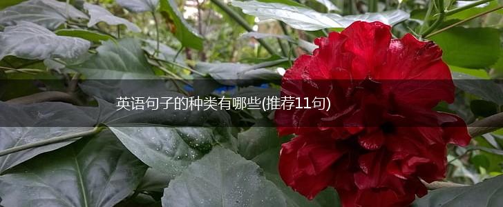 英语句子的种类有哪些(推荐11句),第1张