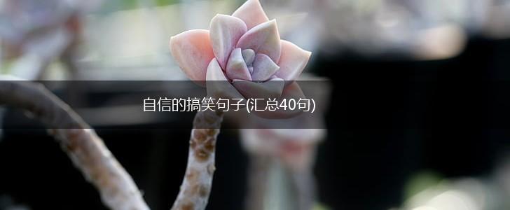 自信的搞笑句子(汇总40句),第1张