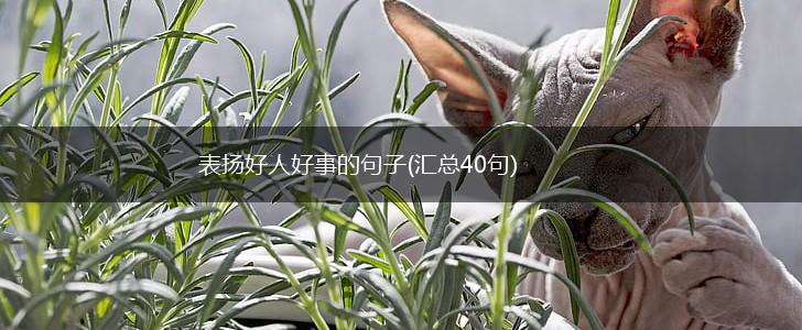 表扬好人好事的句子(汇总40句),第1张