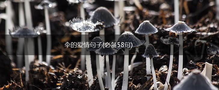 伞的爱情句子(必备58句),第1张
