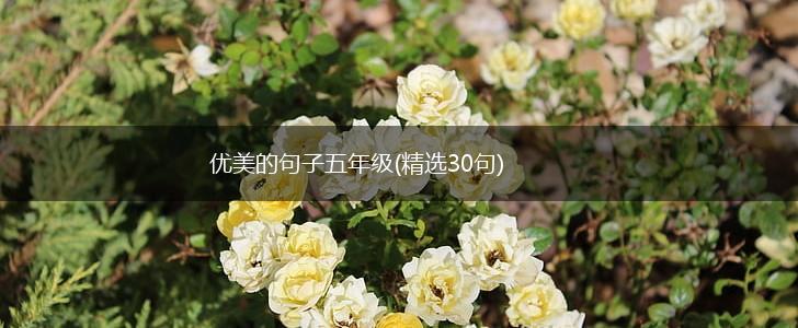 优美的句子五年级(精选30句),第1张