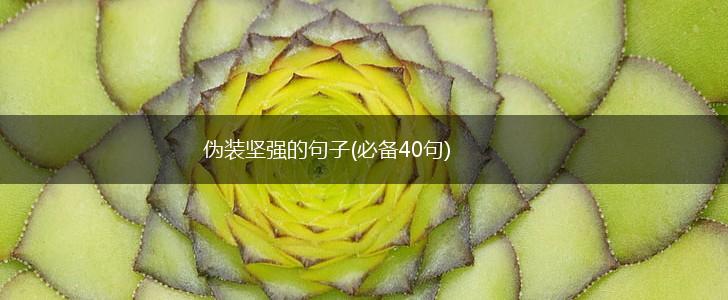 伪装坚强的句子(必备40句),第1张