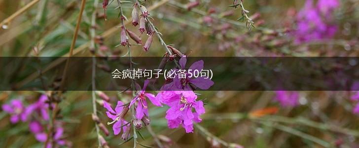 会疯掉句子(必备50句),第1张