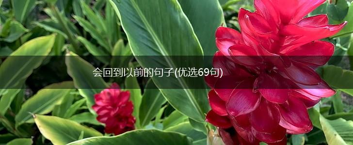 会回到以前的句子(优选69句),第1张