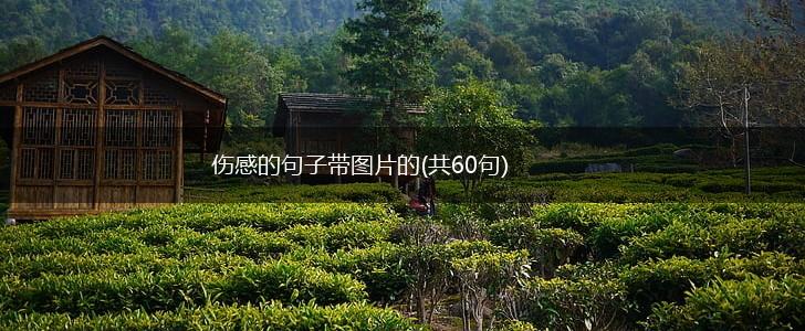 伤感的句子带图片的(共60句),第1张