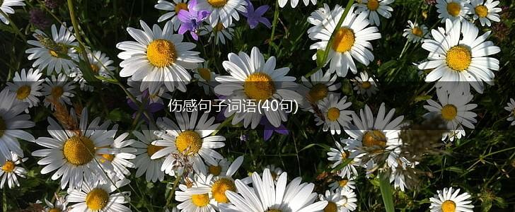 伤感句子词语(40句),第1张