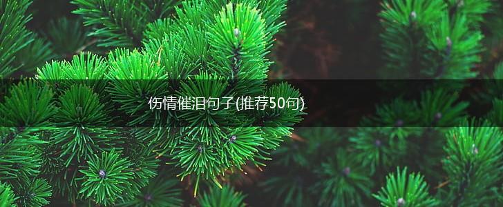 伤情催泪句子(推荐50句),第1张