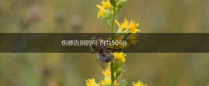 伤感告别的句子(共50句),第1张