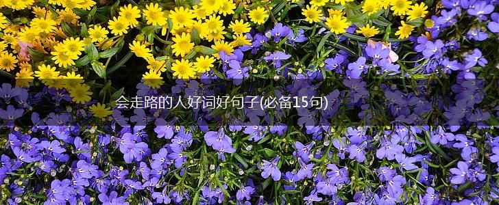 会走路的人好词好句子(必备15句),第1张